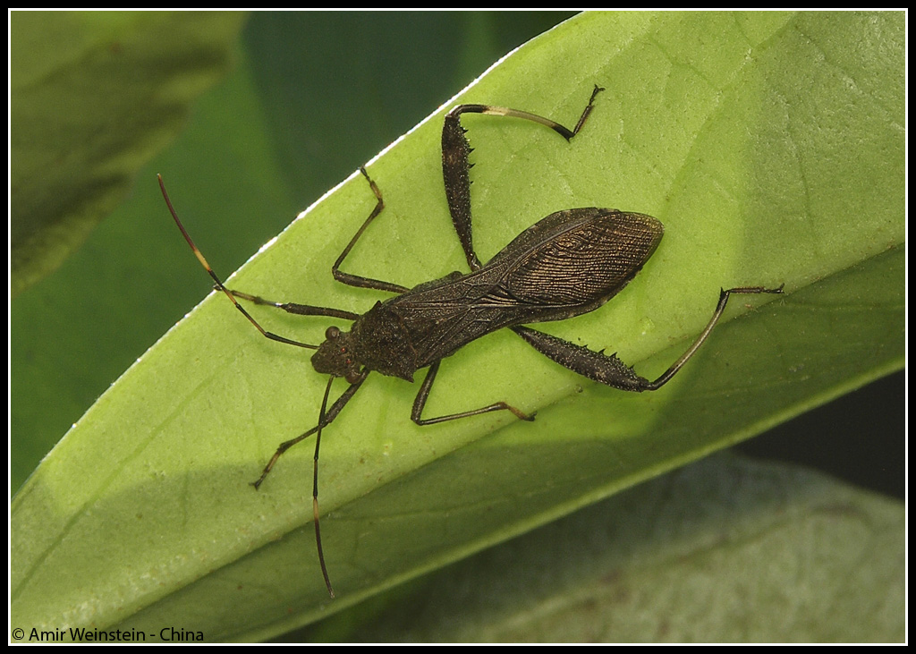 Camptopus, Nariscus e Riptortus